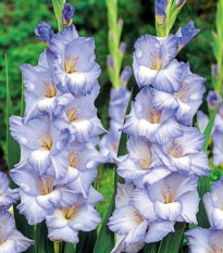 Gladiola Cobain - Gladiolus - cibuľoviny - 3 ks