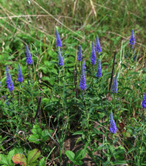 Rozrazil klasnatý - Veronica spicata - cibuľoviny - 1 ks