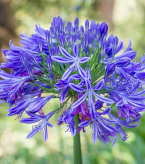 Kalokvet modrý - Agapanthus praecox - cibuľoviny - 1 ks