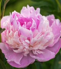 Pivónia Sorbet - Paeonia - cibuľoviny - 1 ks
