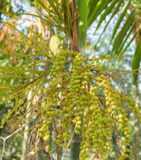 Palma Ptychosperma - Ptychosperma macarthurii - semená - 3 ks