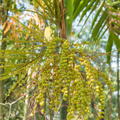Palma Ptychosperma - Ptychosperma macarthurii - semená - 3 ks