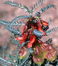 Africká bylina - Sutherlandia frutescens - semená - 4 ks