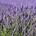 Levanduľa lekárska - Lavandula angustifolia - semená - 130 ks