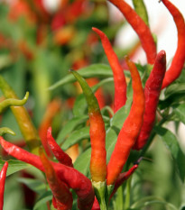 Chilli Kajenské korenie extra tenké - Capsicum annuum - semená - 7 ks