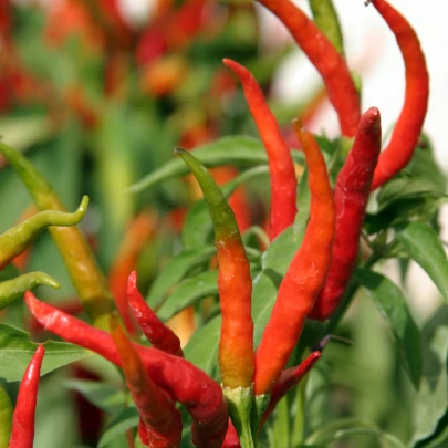 Chilli Kajenské korenie extra tenké - Capsicum annuum - semená - 7 ks