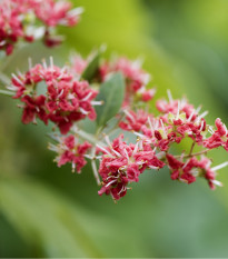 Henna - Lawsonia inermis - semená - 4 ks