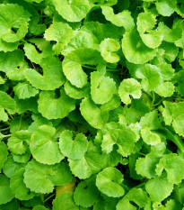 Gotu Kola - Centella asiatica - semená - 4 ks