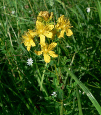 Ľubovník bodkovaný - Hypericum perforatum - semená - 300 ks