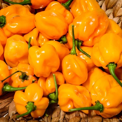 Chilli Habanero oranžové - Capsicum chinense - semená - 6 ks