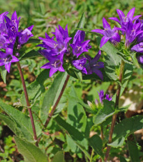 Zvonček klbkatý - Campanula glomerata - semená - 600 ks