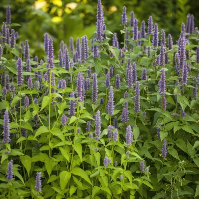 Agastache feniklová - Agastache foeniculum - semená - semená - 250 ks