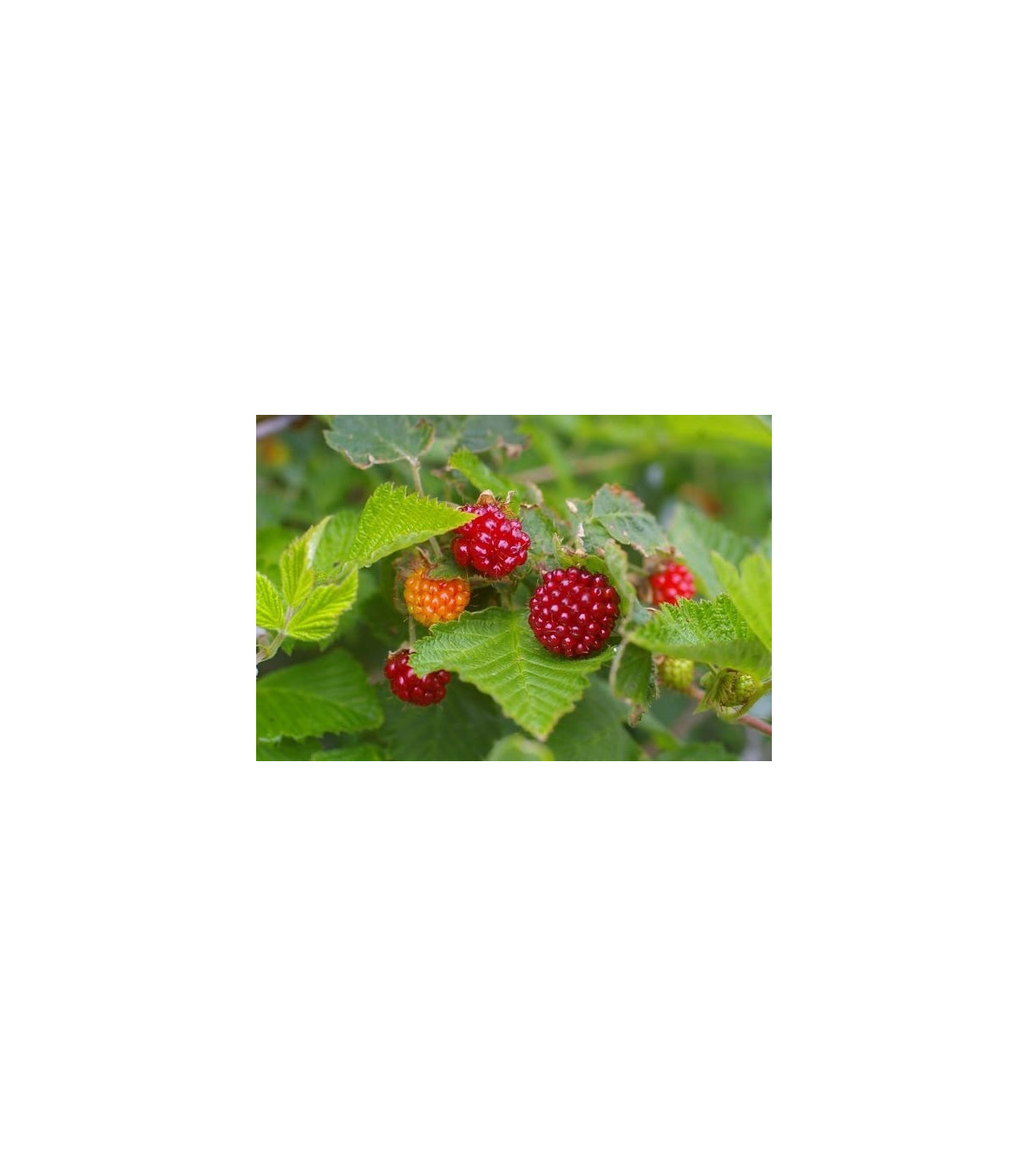 Ostružina nutkajská - Rubus Parviflorus - semená - 5 ks