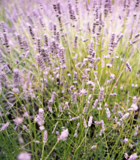 Levanduľa lekárska ružová ŠPECIÁL - Lavandula angustifolia - semená - 15 ks