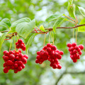 Schizandra čínska - Schisandra chinensis - semená - 6 ks