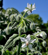 Borák biely - Borago officinalis - semená - 20 ks