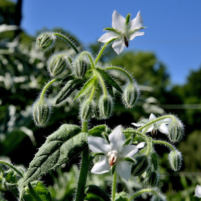 Borák biely - Borago officinalis - semená - 20 ks