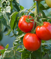 Paradajka Karkulka - Solanum lycopersicum - semená - 20 ks