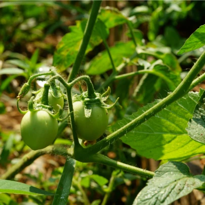 Paradajka White Cherry - Solanum lycopersicum - semená - 7 ks