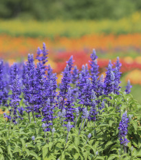 Šalvia modrá - Salvia farinacea - semená - 60 ks