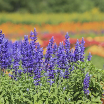 Šalvia modrá - Salvia farinacea - semená - 60 ks