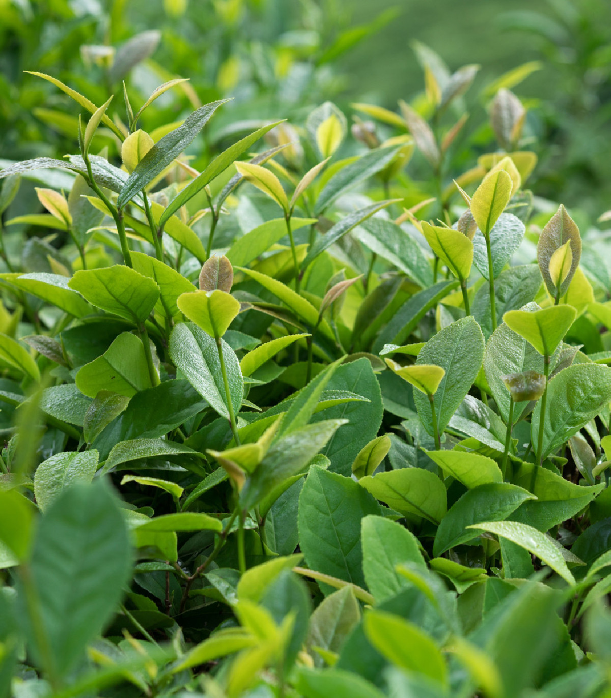 Tea tree - Leptospermum rotundifolium - semená - 30 ks