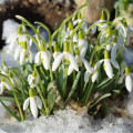 Snežienka Woronova - Galanthus woronovii - cibuľoviny -3 ks