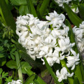 Hyacint White pearl - Hyacinthus orientalis - cibuľoviny - 1 ks