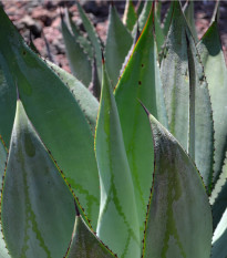 Agáve - Agave marmorata - semená - 10 ks