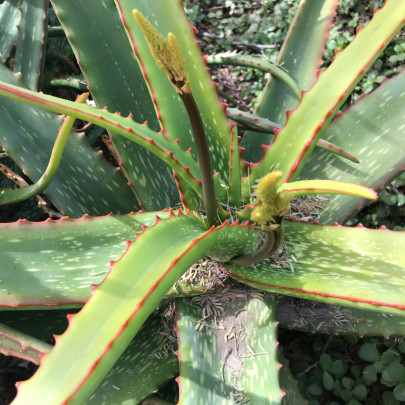 Aloe branddraaiensis - Aloe - semená - 6 ks