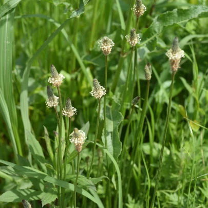 Skorocel kopijovitý - Plantago lanceolata - semená - 0,2 g