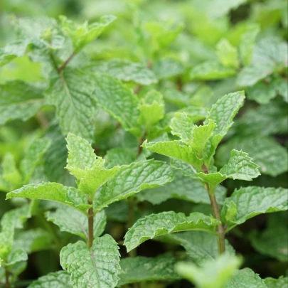 Mäta klasnatá - Mentha viridis - semená - 25 ks