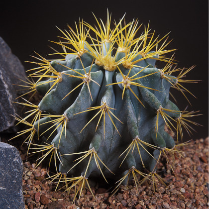 Ferokaktus - Ferocactus chrysacanthus - semená - 6 ks