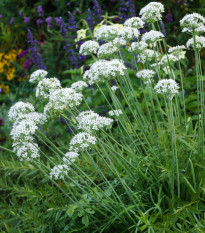 Pažítka cesnaková - Allium Tuberosum - semená - 200 ks