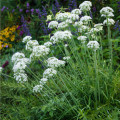 Pažítka cesnaková - Allium Tuberosum - semená - 200 ks