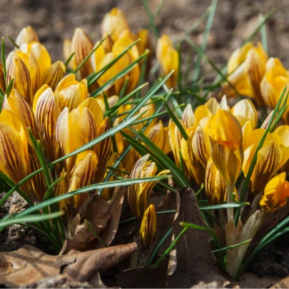 Krókus Fuscotinctus - Crocus - cibuľoviny - 3 ks