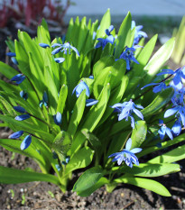 Scilla sibírska modrá - Scilla siberica - cibuľoviny - 3 ks