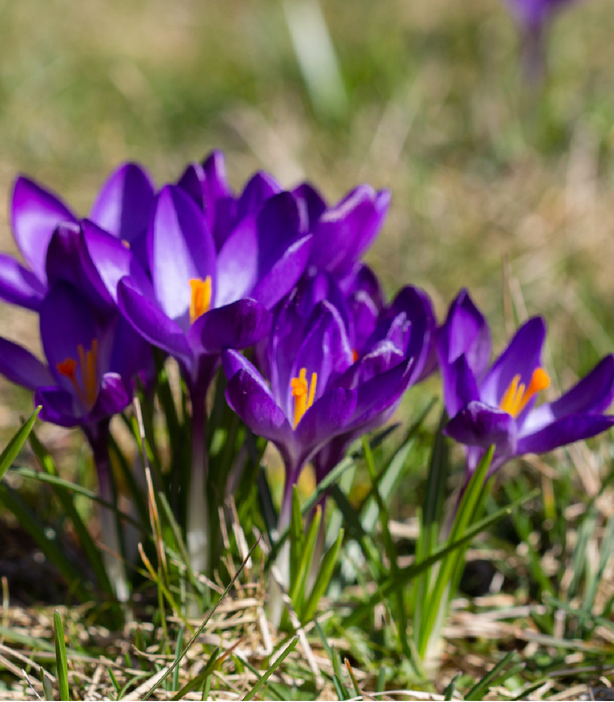 Šafran siaty - Crocus sativus - cibuľoviny - 3 ks