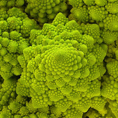 Karfiol neskorý Romanesco - Brassica oleracea botrytis - semená - 20 ks