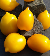 Paradajka Lemon Plum - Solanum lycopersicum - semená - 6 ks