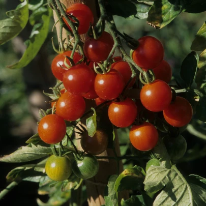 Previsnutá paradajka Tom Red - Solanum lycopersicum - semená - 8 ks