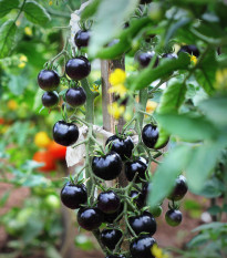 Paradajka Indigo Blue Berries - Solanum lycopersicum - semená - 7 ks