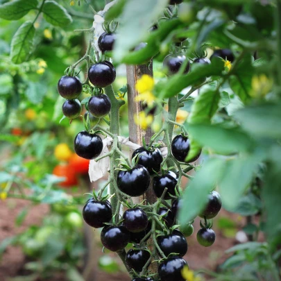 Paradajka Indigo Blue Berries - Solanum lycopersicum - semená - 7 ks