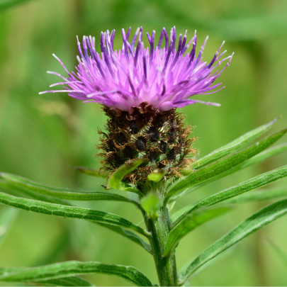 Nevädza Lesser Knapweed - Centaurea nigra - semená - 120 ks