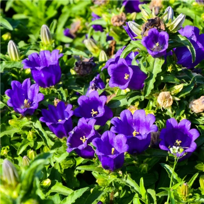 Zvonček plnokvetý - Campanula medium - semená - 400 ks