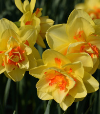 Narcis Tahiti - Narcissus L. - cibuľoviny - 3 ks