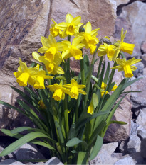 Narcis Tete a Tete - Narcissus L. - cibuľoviny - 3 ks