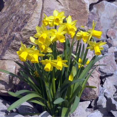 Narcis Tete a Tete - Narcissus L. - cibuľoviny - 3 ks