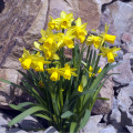 Narcis Tete a Tete - Narcissus L. - cibuľoviny - 3 ks