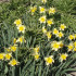 Narcis Topolino - Narcissus L. - cibuľoviny - 3 ks